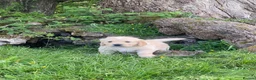 Golden Retriever dogs for sale: 🐾 Truly special KC Puppies in Builth Wells - Advert 10