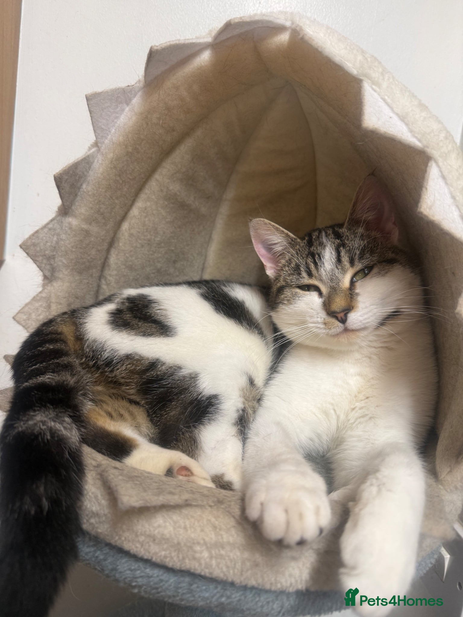British Shorthair cats Bsh cross kittens  - Advert 18