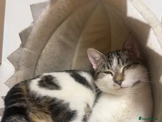British Shorthair cats Bsh cross kittens - Advert 1