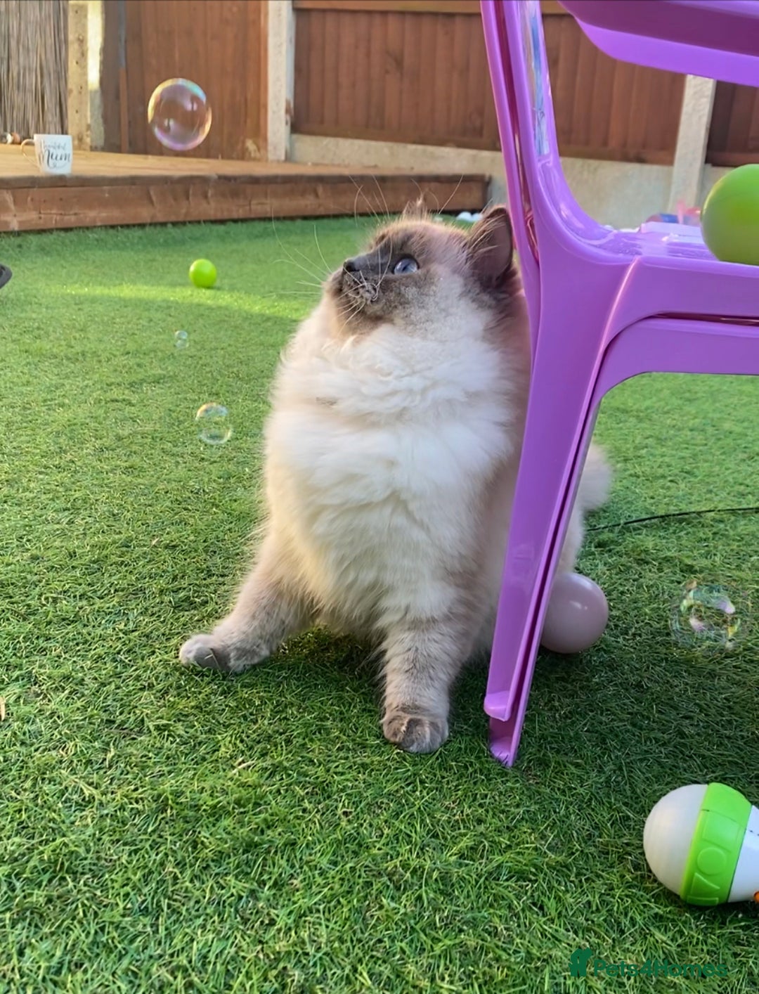 Ragdoll cats for sale: Champion blood dilute blue tabby ragdoll kitten - Image 28