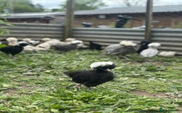 Chickens poultry for sale: Chickens hens polish baby young bantam  in Wimborne - Image 3