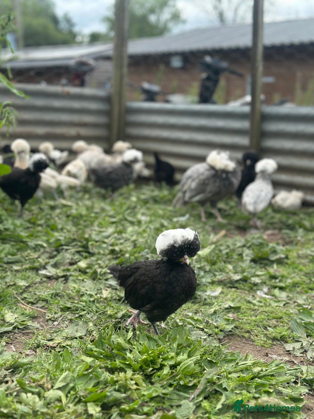 Chickens poultry for sale: Chickens hens polish baby young bantam  in Wimborne - Image 3