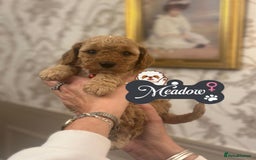 Shihpoo dogs for sale: F1b Shihpoo Puppies - 2 boys, 3 girls  - Advert 6