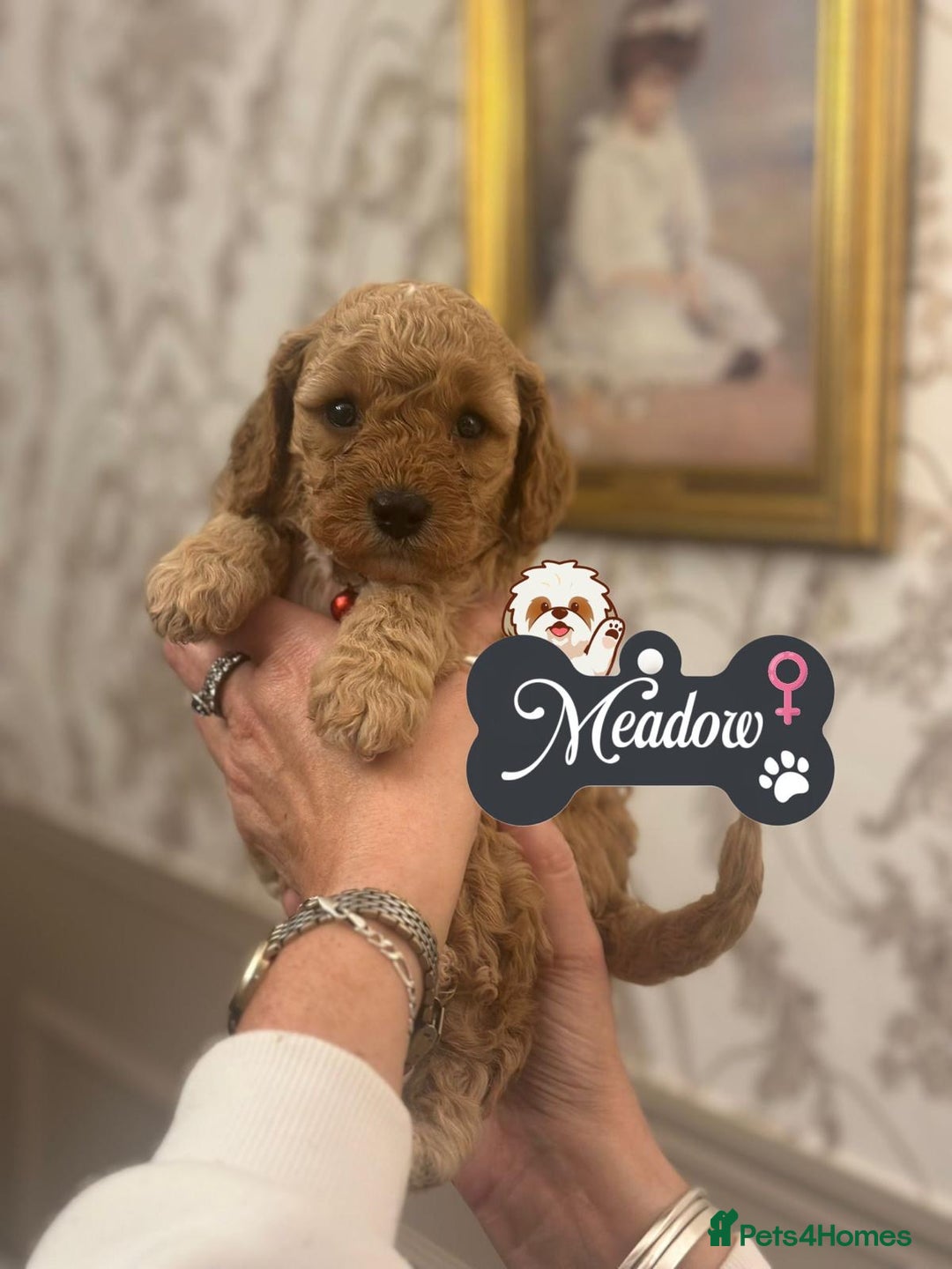 Shihpoo dogs for sale: F1b Shihpoo Puppies - 2 boys, 3 girls  - Advert 6