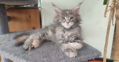 Maine Coon cats in Great Missenden - Advert 8