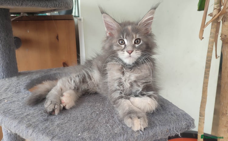 Maine Coon cats in Great Missenden - Advert 5