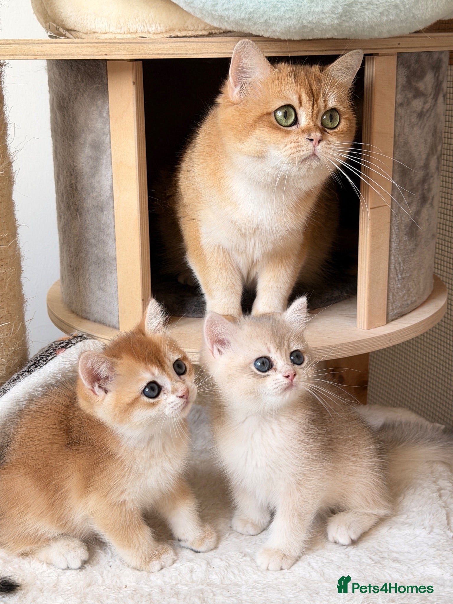 British Shorthair cats BSH Golden kittens Ecx show quality, Tica reg  - Advert 1