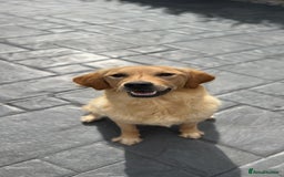Golden Retriever dogs for sale: KC, Extensively health tested golden retrievers - Image 4