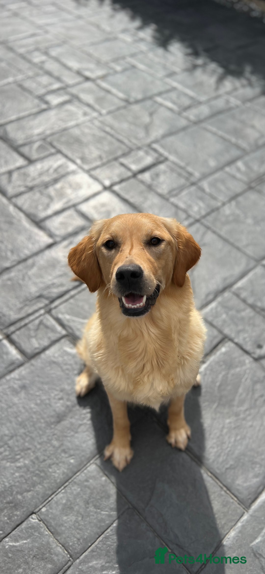 Golden Retriever dogs for sale: KC, Extensively health tested golden retrievers - Image 4