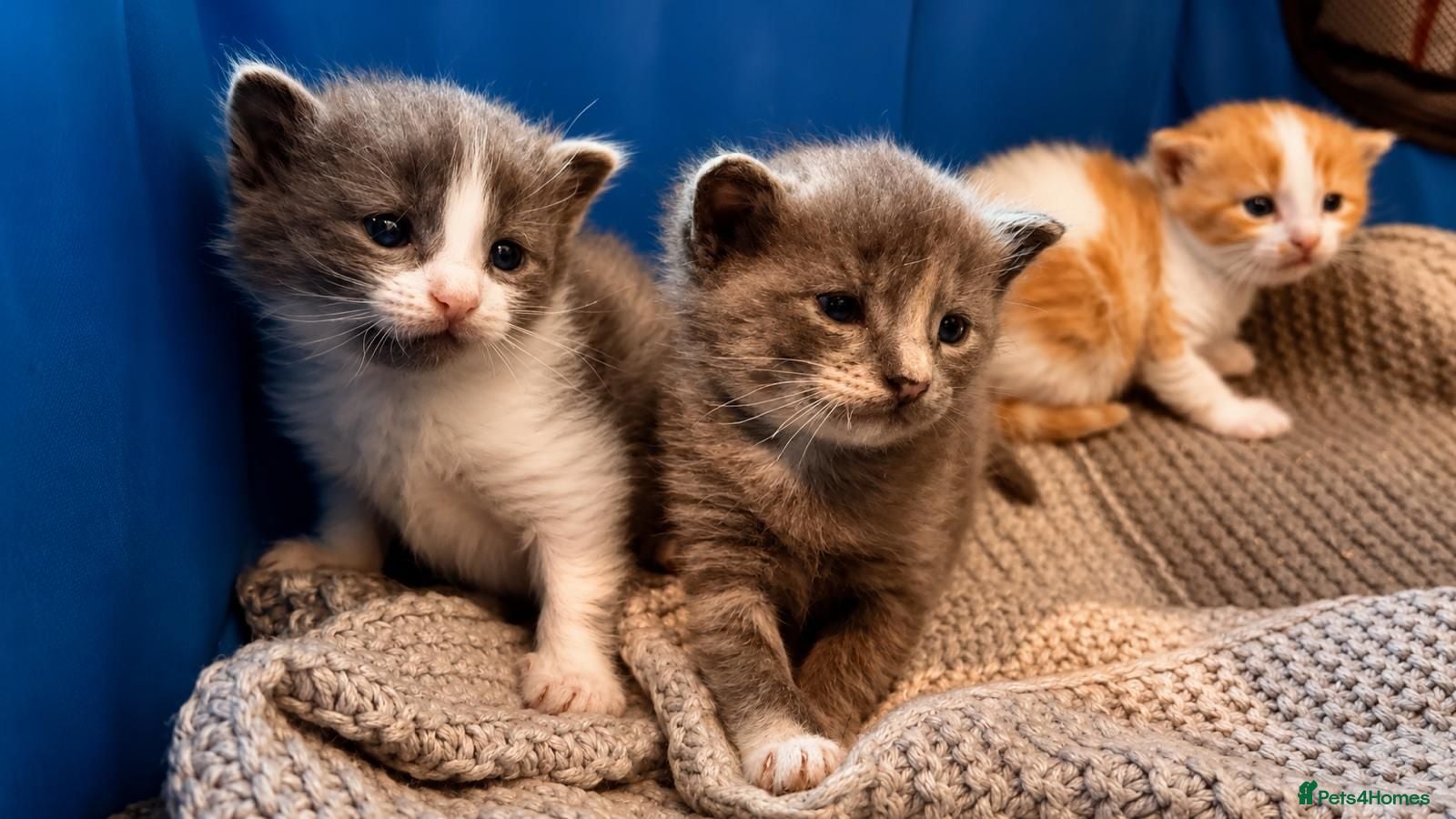 Mixed Breed cats 3 cute cuddly kittens for sale - Advert 2