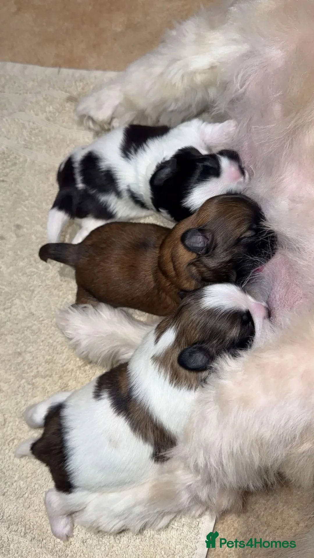 Shih Tzu dogs for sale: Shih Tzu puppies - Advert 2