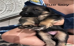German Shepherd dogs for sale: Beautiful purebred German shepherd puppies - Image 17