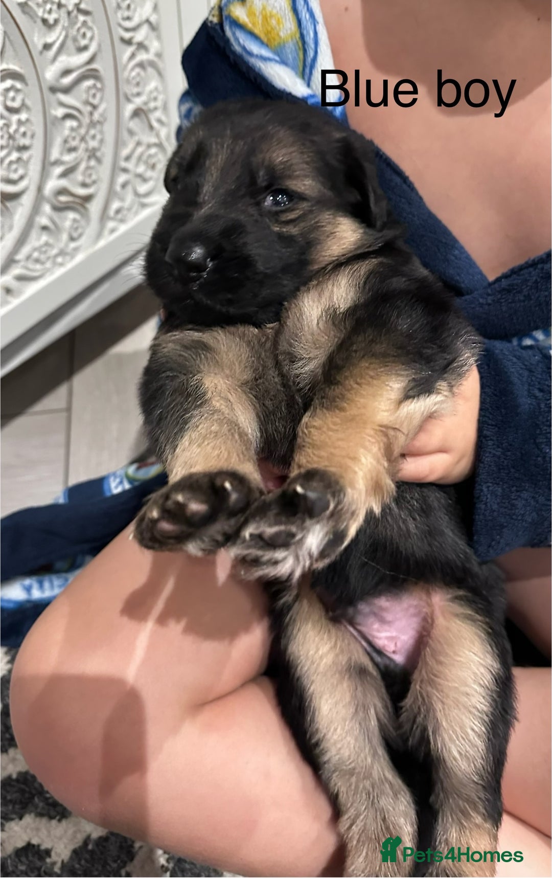 German Shepherd dogs for sale: Beautiful purebred German shepherd puppies - Image 17