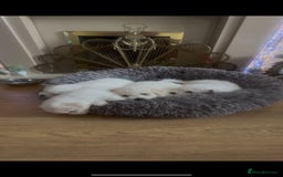 Bichon Frise dogs for sale: Bichon frise puppies 2 boys 1 girl - Image 3