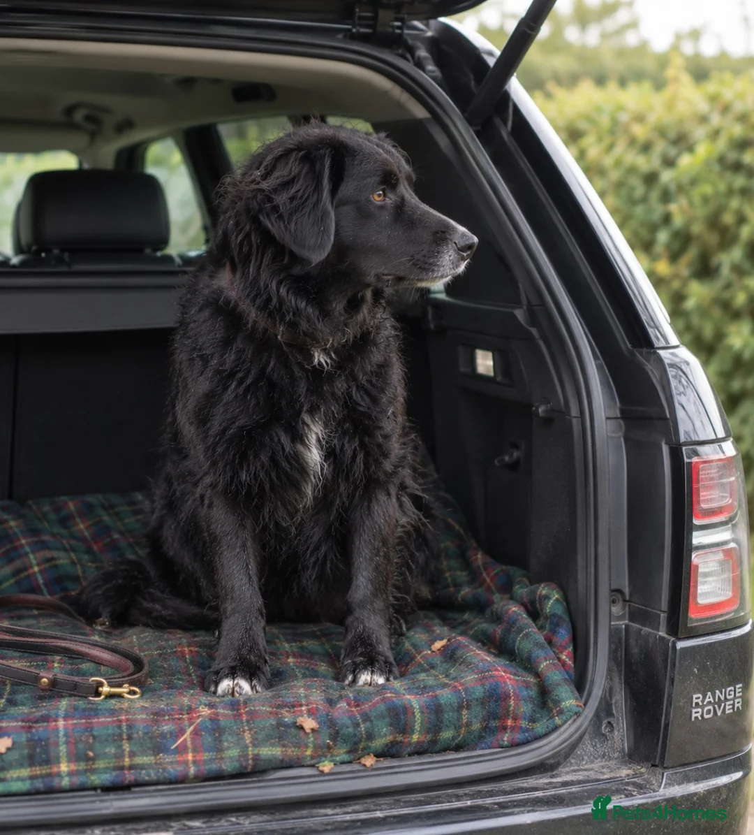 Mixed Breed dogs for sale: Border Collie x Golden Retriever Temperament Bred - Advert 2