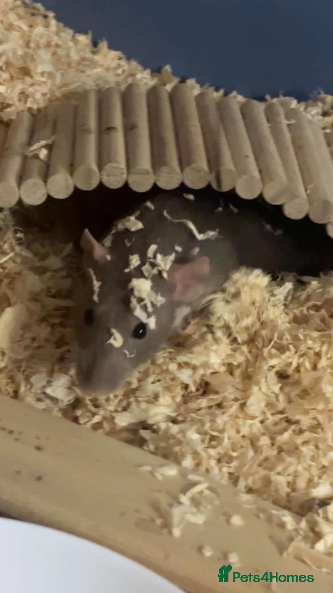 Rat rodents for sale: Rats  in Stoke-on-Trent - Advert 3