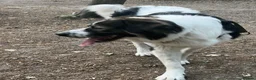 Mixed Breed dogs for sale: Maremma Caucasian Shepherd cross - Advert 5
