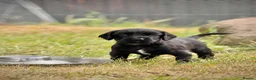 Sprocker dogs for sale: Sprocker puppies make ideal pets! - Advert 9