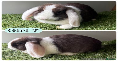 Mini Lop rabbits in Manchester - Advert 4