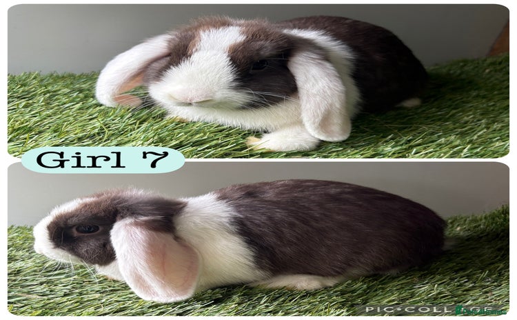 Mini Lop rabbits in Manchester - Advert 9