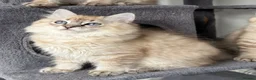 Ragdoll cats for sale: Exceptional Seal Tabby Mink Cherubim Boys - Advert 13
