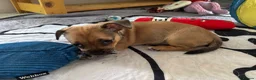 Mixed Breed dogs for sale: 2 Beautiful girls  - Advert 13