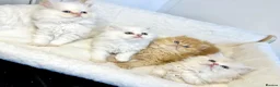 Persian cats for sale: BEAUTIFUL DOLL FACE FULL PERSIAN LONG HAIR KITTEN in Barnet - Advert 2