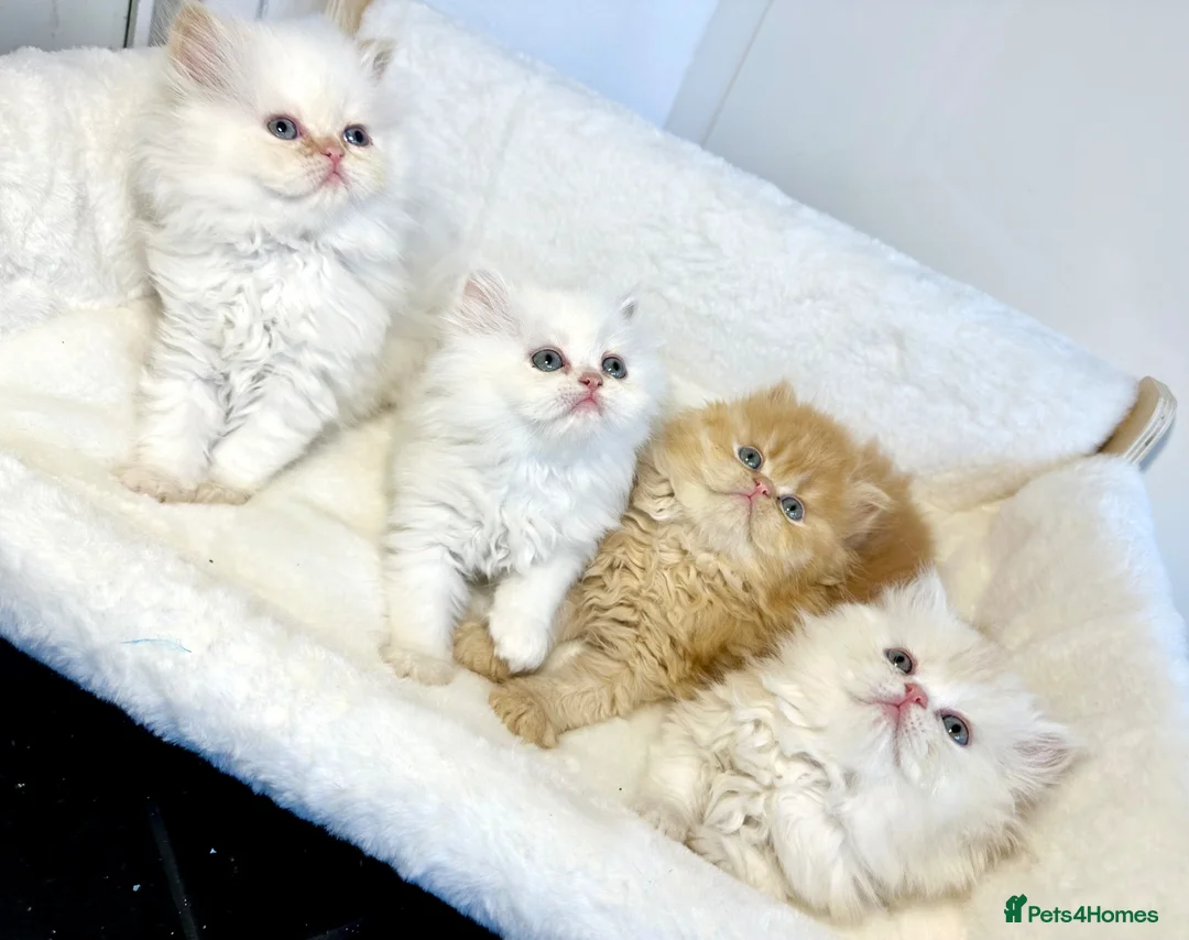 Persian cats for sale: BEAUTIFUL DOLL FACE FULL PERSIAN LONG HAIR KITTEN in Barnet - Advert 2