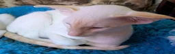 Siamese cats for sale: Red Point Siamese kitten for sale. in Widnes - Advert 9
