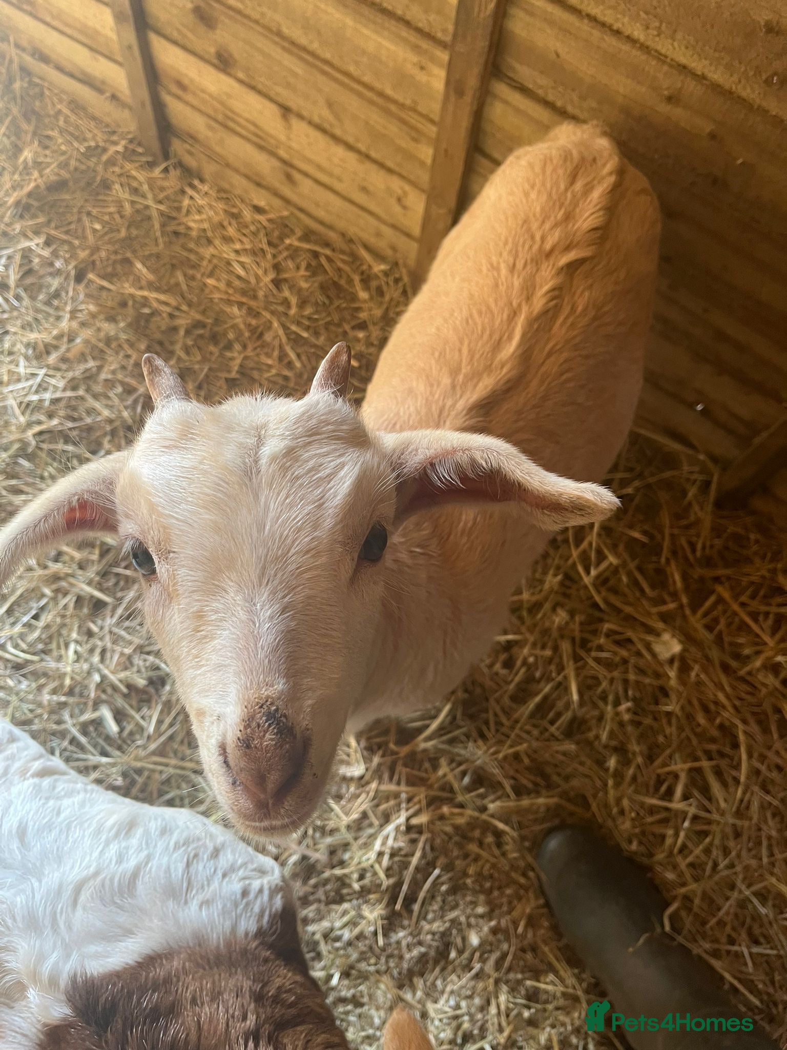 Goats livestock 4 x Boer kids  - Advert 1