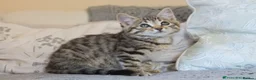 Mixed Breed cats for sale: Loving Tabby Kitten  - Advert 3