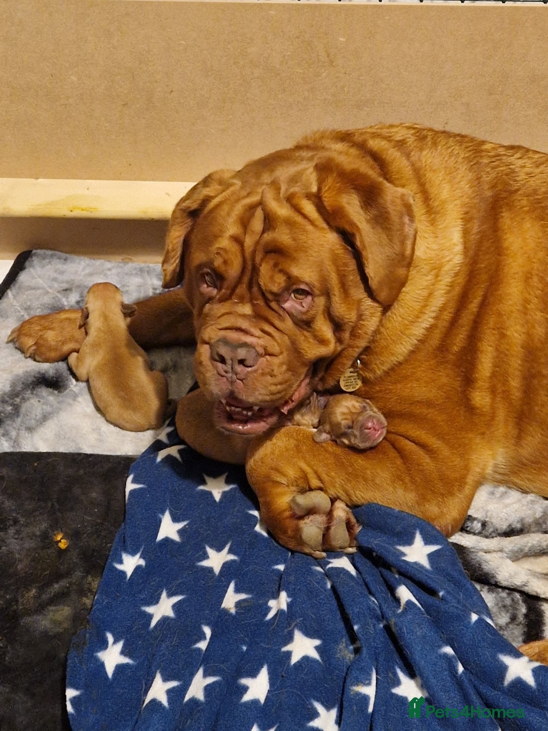 Dogue De Bordeaux dogs for sale: Douge de Bordeau puppies 3 x girls - Advert 7