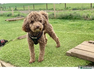 Toy Poodle dogs in Stevenage - Advert 16