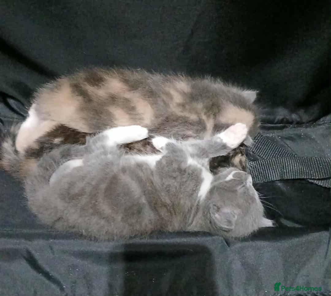 Mixed Breed cats for sale: Mixed breed kittens  - Image 12