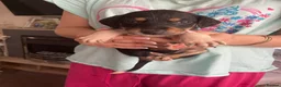Greyhound dogs for sale: Saluki Greyhound pups  in Wakefield - Advert 10