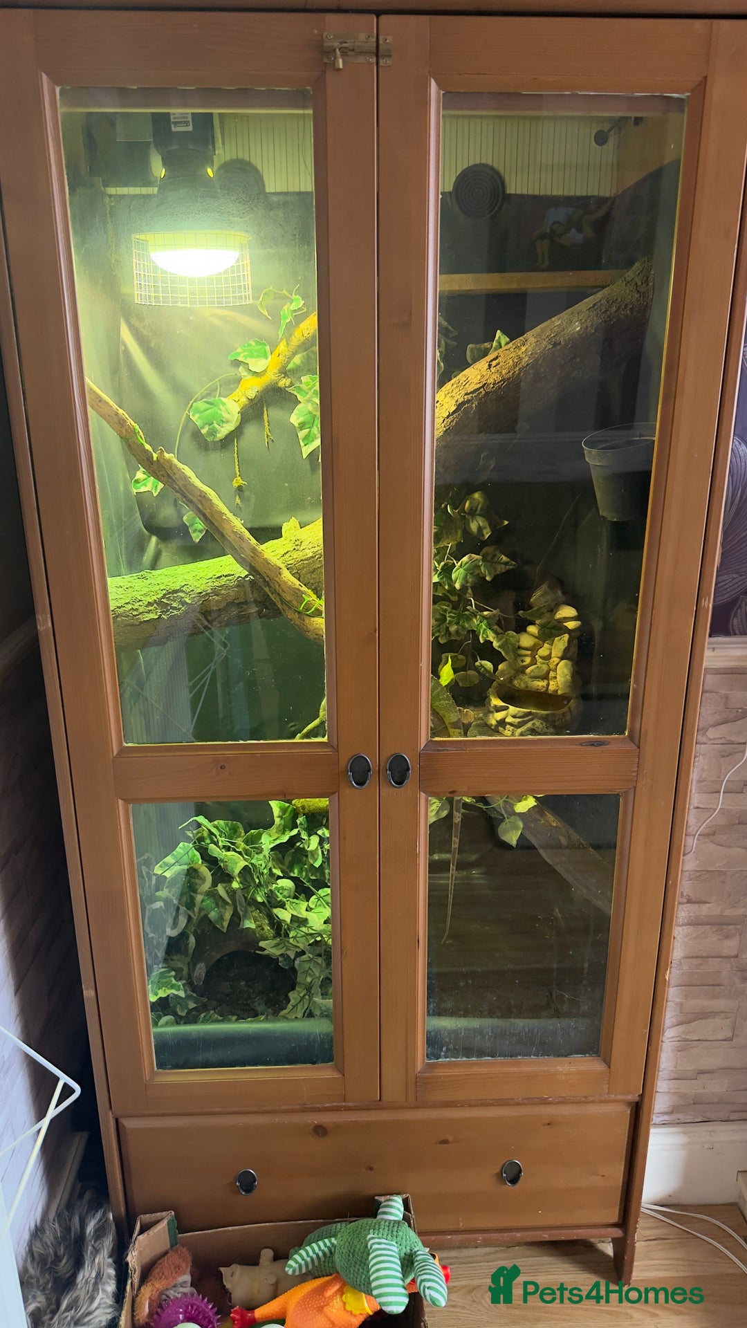 Dragon reptiles for sale: Water dragon - Advert 2