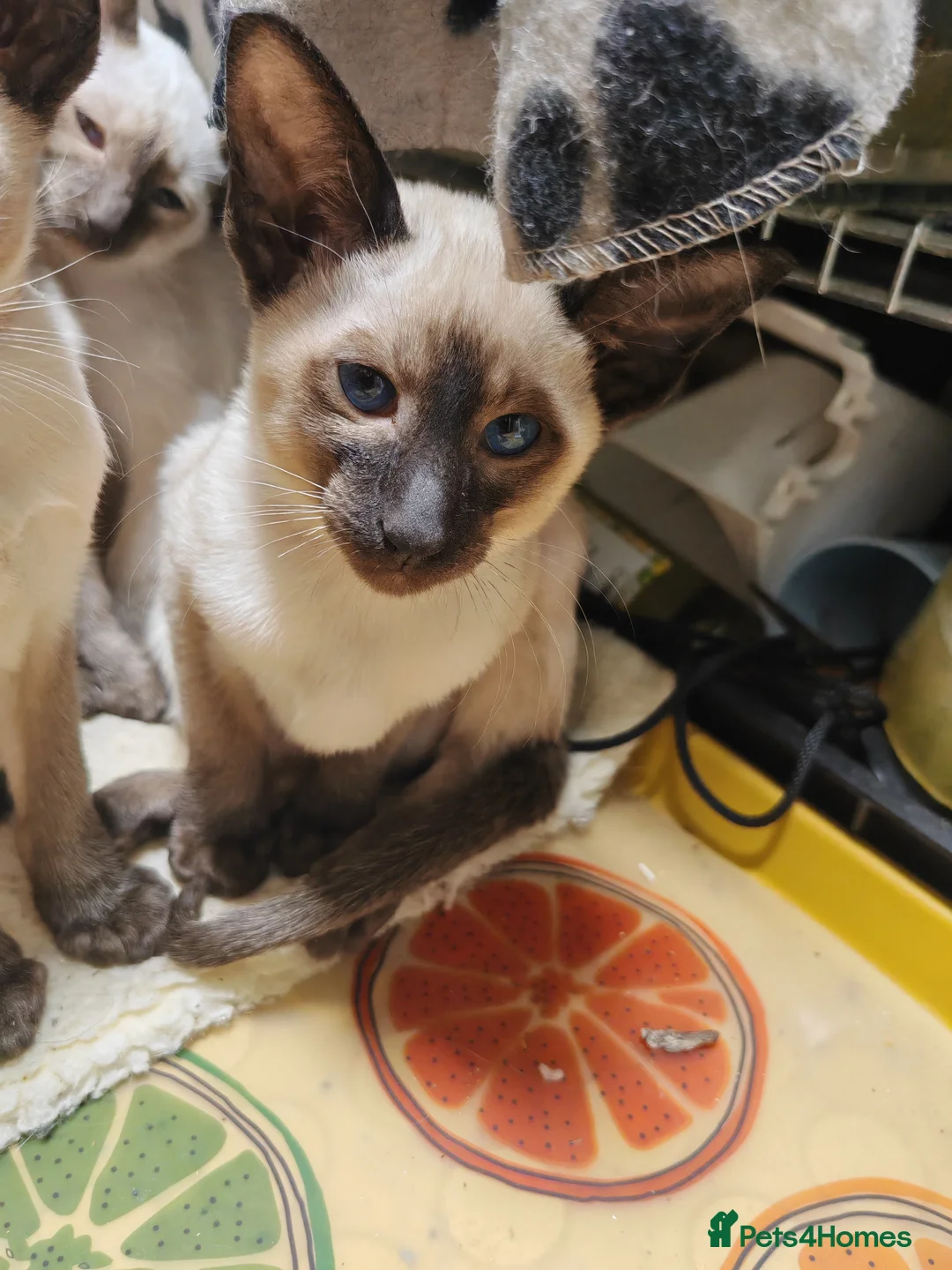 Siamese cats for sale: GCCF Siamese Kittens - Boys - Vaccinated & Chipped - Advert 6