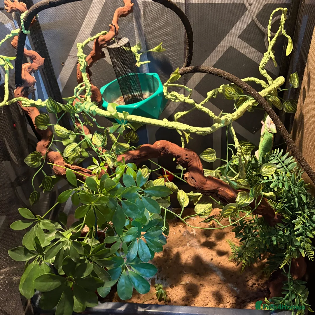 Chameleon reptiles for sale: chameleon to a good home  - Advert 5