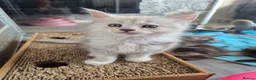 Maine Coon cats for sale: Amazing mainecoons. - Advert 20
