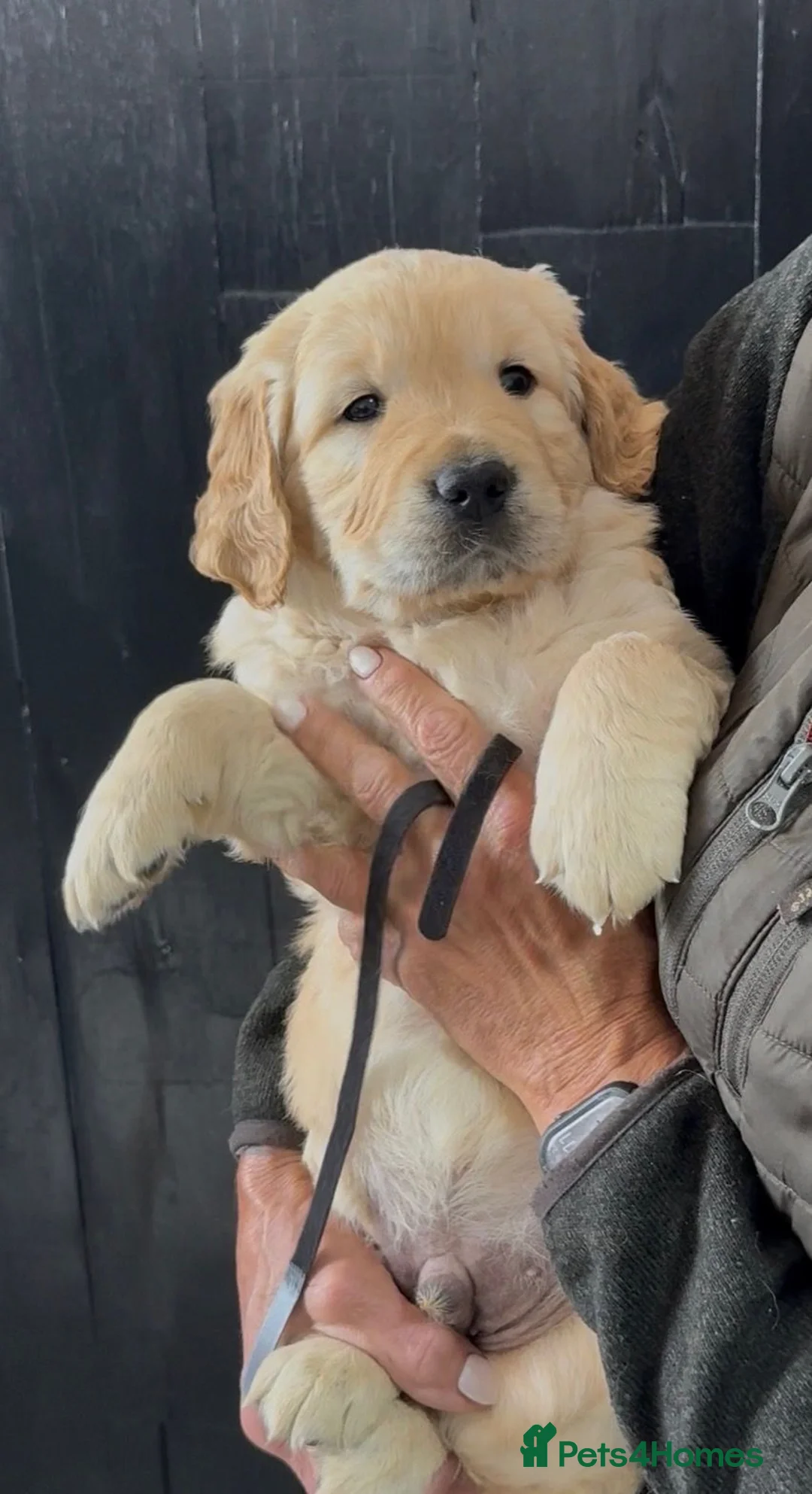 Golden Retriever dogs for stud: exceptional PROVEN dog available for stud  - Advert 2