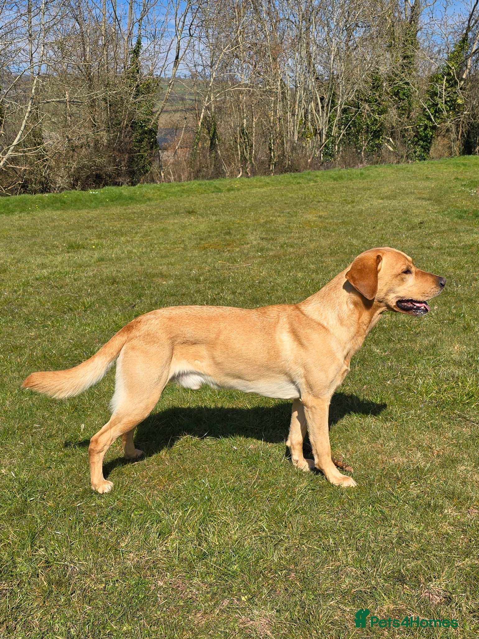 Labrador Retriever dogs Unproven Labrador Stud NO FEE. KC reg/BVA screened in Brecon - Advert 1
