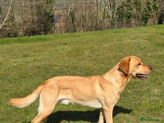 Labrador Retriever dogs in Brecon - Advert 9
