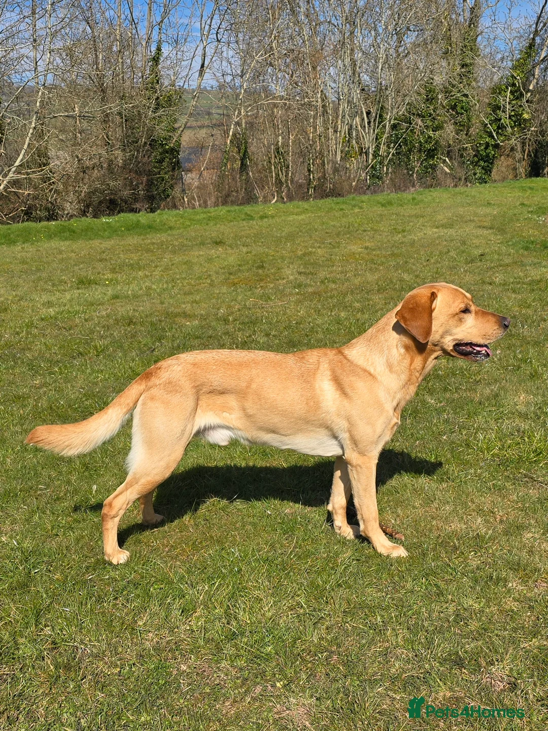 Labrador Retriever dogs for stud: Unproven Labrador Stud NO FEE. KC reg/BVA screened in Brecon - Advert 1