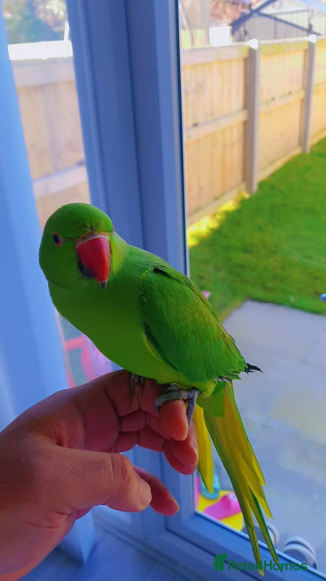 Ringnecks birds for sale: Indian Ringneck Parrot for Sale – Green in Sheffield - Advert 1