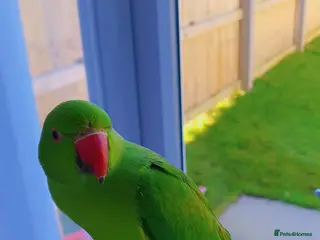 Ringnecks birds Indian Ringneck Parrot for Sale – Green - Advert 2