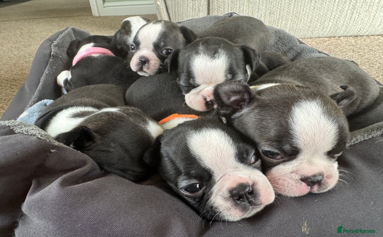 Boston Terrier dogs - Advert 1