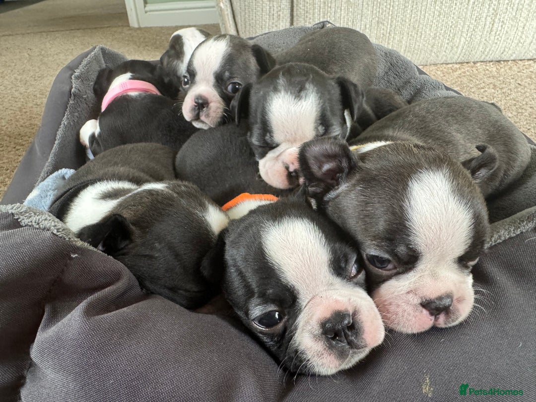 Boston Terrier dogs for sale: Beautiful Boston Terrier Puppies for Loving Homes - Image 1