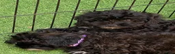 Shihpoo dogs for sale: Health Tested,READY TO GO - Advert 7