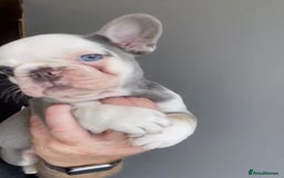 French Bulldog dogs for sale: fully vac Husky Panda Koi Frenchie=last 2ready now - Advert 23