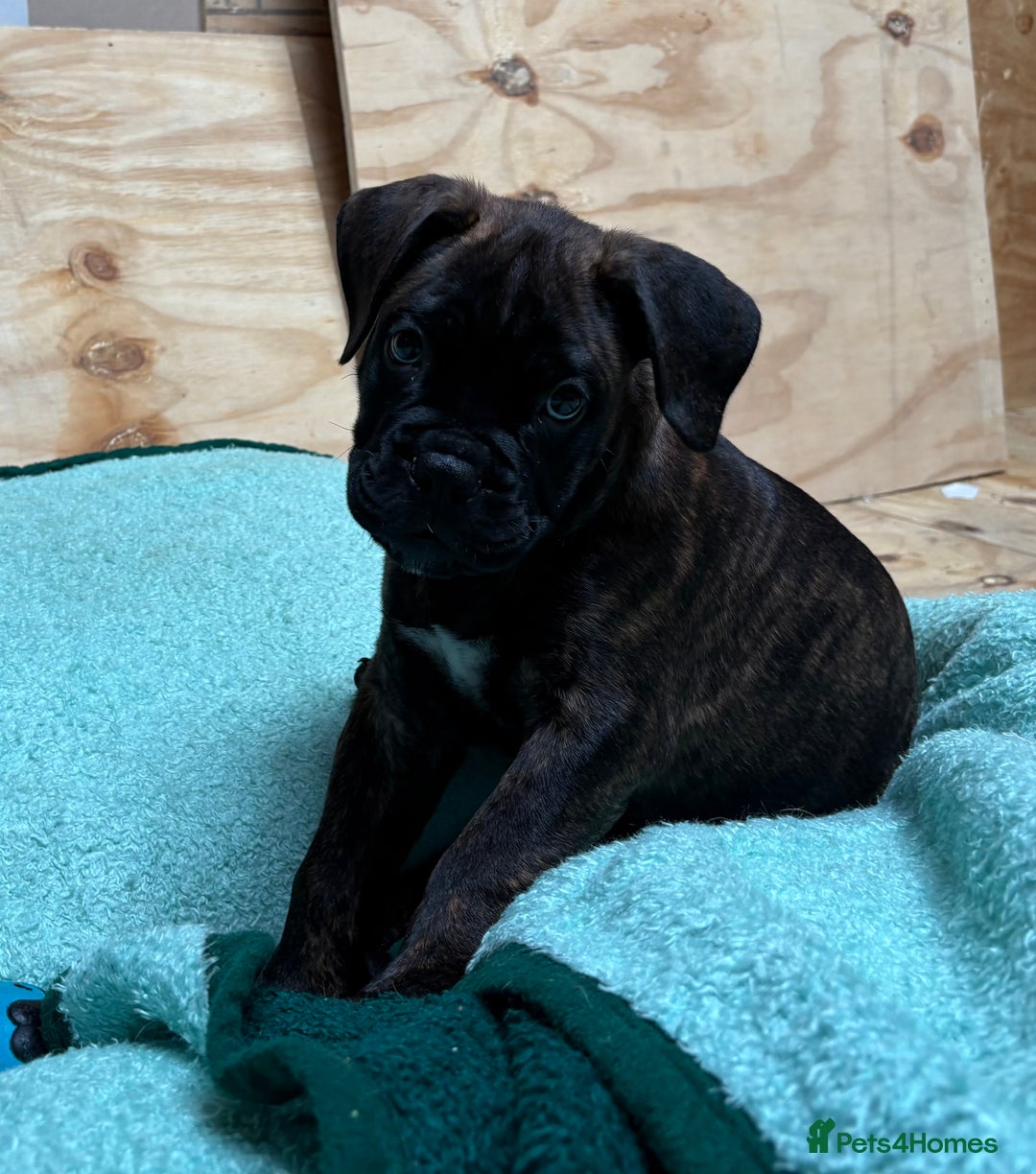 Bullmastiff dogs for sale: 🐾 KC registered bullmastiff female puppy 🐾 - Image 12